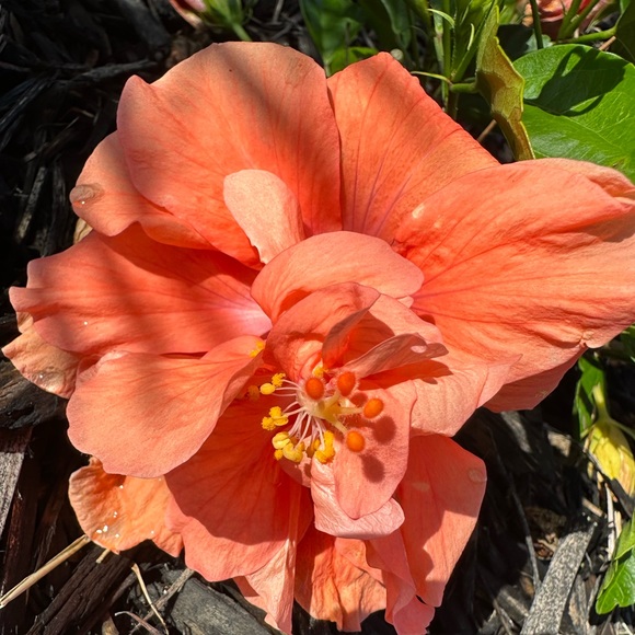 Meet your Posher, Haley - Picture 1 of 1